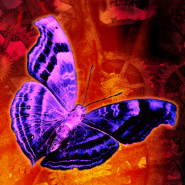 Butterfly Effect: pre-made book cover